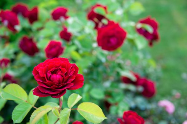 Rose Planting in Boca Raton