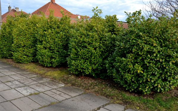 Privacy Shrub Installation in Boca Raton