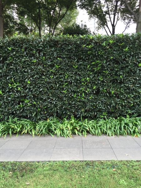 Privacy Shrub Planting in Boca Raton