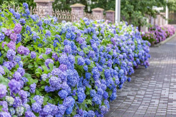 Hydrangea Landscaping in Boca Raton