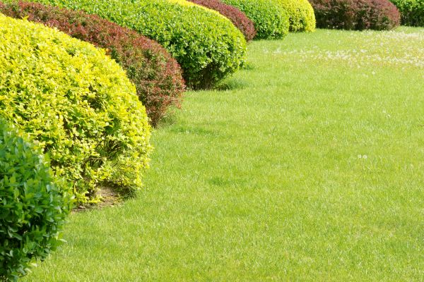 Shrubbery Planting in Boca Raton