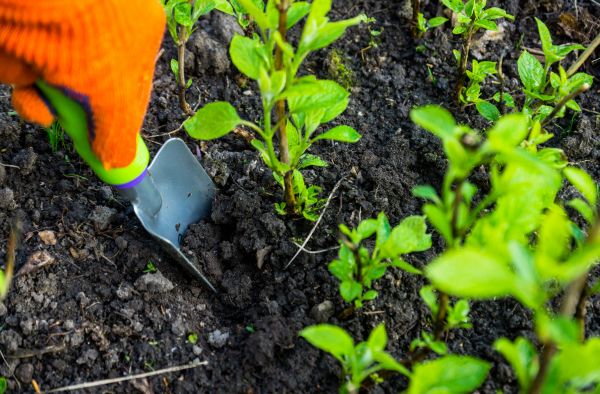 Hydrangea Planting in Boca Raton