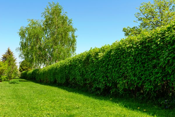Hedge Replacement in Boca Raton