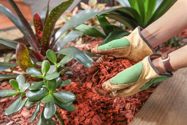 Cedar Mulch Installation in Boca Raton