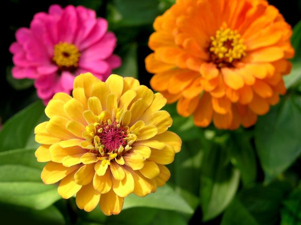 Zinnia Planting in Boca Raton