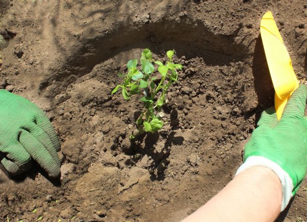 Rose Bush Planting in Boca Raton