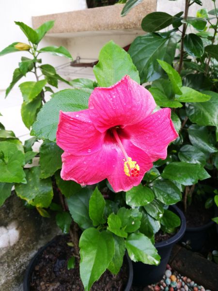 Hibiscus Planting in Boca Raton