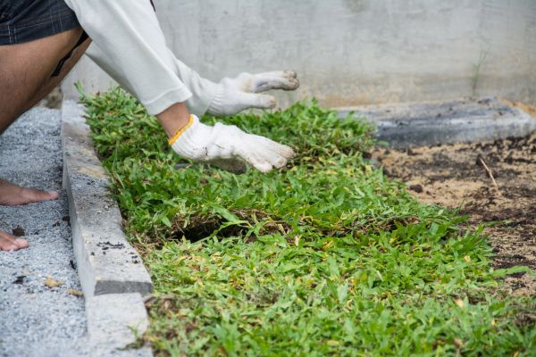 Ground Cover Planting in Boca Raton