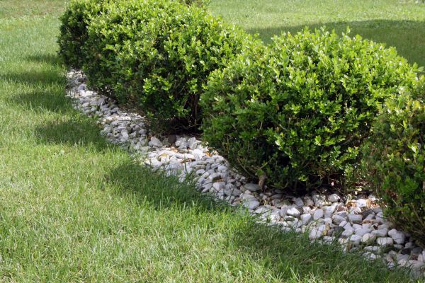 Boxwood Planting in Boca Raton