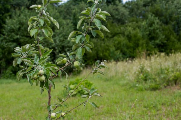Apple Tree Planting in Boca Raton