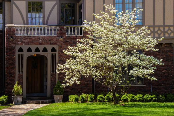 Dogwood Tree Planting in Boca Raton